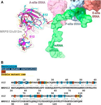 Our current understanding of the toxicity of altered mito-ribosomal fidelity during mitochondrial protein synthesis: What can it tell us about human disease?